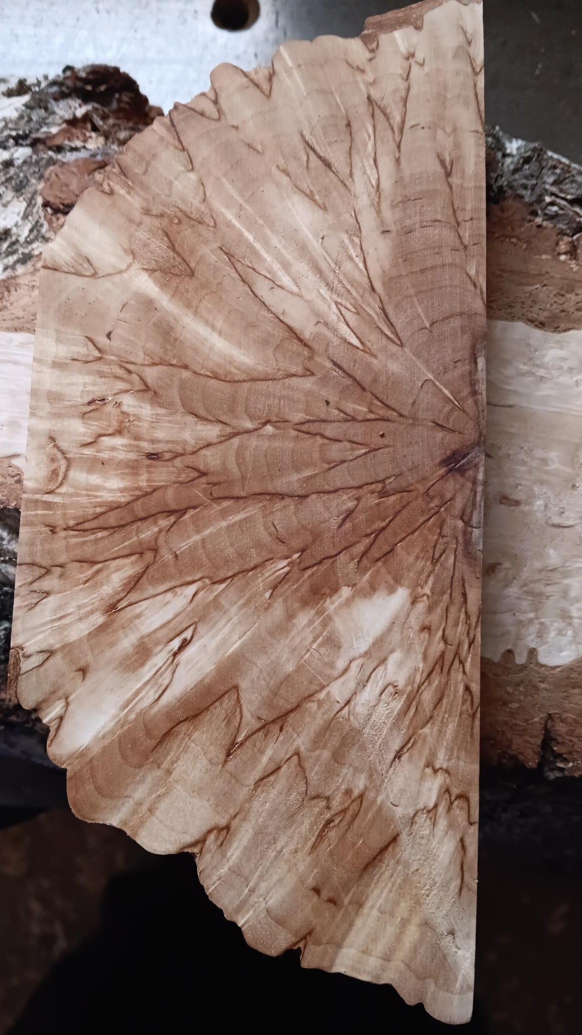 Luonnonvärinen visakoivu, poikkisahattu (X-cut), n. 30x40x140 mm